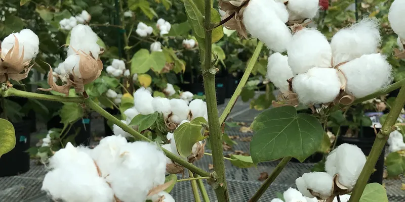 USDA Projects 3% Rise in India Cotton Acreage for 2026-27